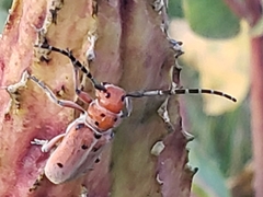 Tetraopes annulatus