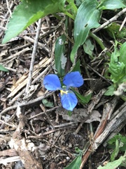 Commelina cyanea