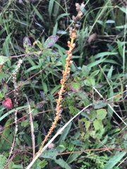 Plantago sparsiflora