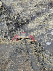 Grapsus adscensionis