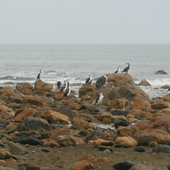 Phalacrocorax varius