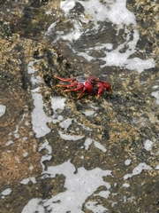 Grapsus adscensionis