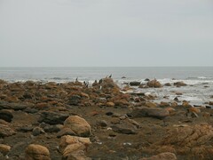 Phalacrocorax varius