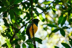 Trogon rufus chrysochloros