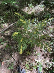 Solidago curtisii