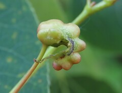 Harmandiola
