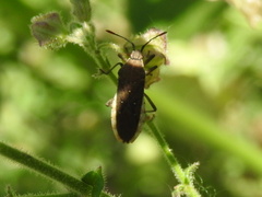 Hypselonotini