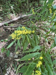 Solidago curtisii