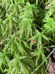 Sphagnum