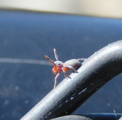 Tutelina similis