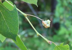 Harmandiola