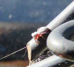 Tutelina similis