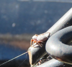 Tutelina similis
