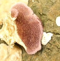 Trichaptum subchartaceum