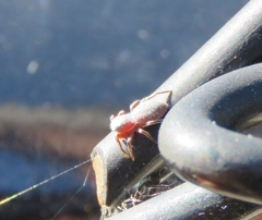 Tutelina similis