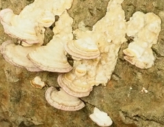 Trichaptum subchartaceum