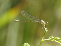 Argia translata