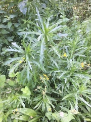 Artemisia verlotiorum