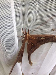 Coscinocera hercules