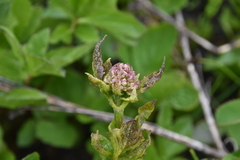 Synchytrium perforatum