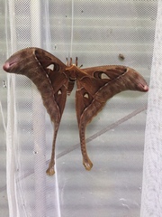 Coscinocera hercules