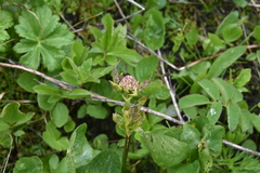 Synchytrium perforatum