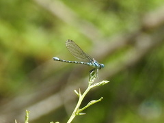 Argia sedula