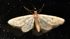 Idaea bonifata