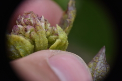 Synchytrium perforatum