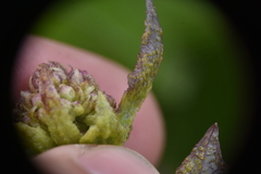 Synchytrium perforatum