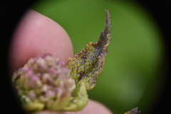 Synchytrium perforatum