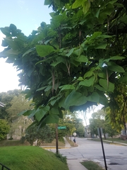 Catalpa bignonioides