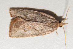 Planotortrix excessana