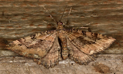 Rheumaptera meadii