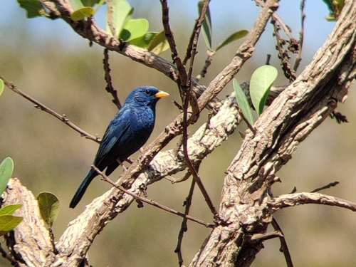 Blue Finch (Rhopospina caerulescens), photo 4