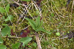 Platanthera dilatata