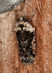 Catonia nava