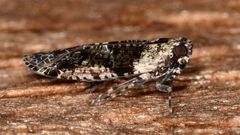 Catonia nava