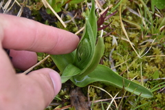 Platanthera dilatata