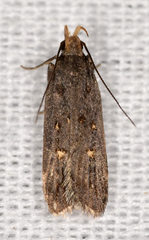 Dichomeris agonia