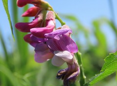 Lathyrus venosus