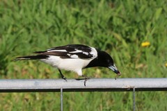 Cracticus nigrogularis