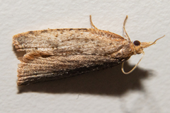 Planotortrix excessana