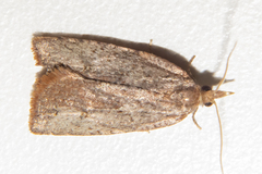 Planotortrix excessana