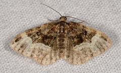 Euphyia intermediata