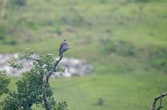 Patagioenas cayennensis
