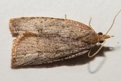 Planotortrix excessana