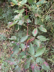 Rubus canadensis