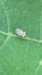 Corythucha marmorata