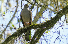 Accipiter bicolor